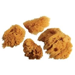 Wool Sponge Set